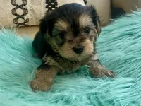 Nora , a female Yorkshire Terrier and Morkie for sale in Tampa, FL – Photo 5 of 10