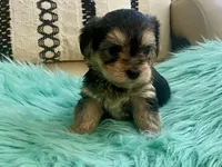 Nora , a female Yorkshire Terrier and Morkie for sale in Tampa, FL – Photo 2 of 10