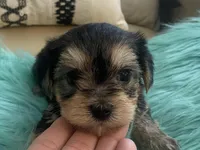 Nora , a female Yorkshire Terrier and Morkie for sale in Tampa, FL – Photo 4 of 10