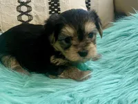 Nora , a female Yorkshire Terrier and Morkie for sale in Tampa, FL – Photo 7 of 10