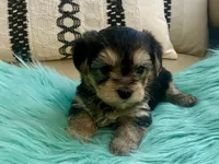 Nora , a female Yorkshire Terrier and Morkie for sale in Tampa, FL – Photo 10 of 10