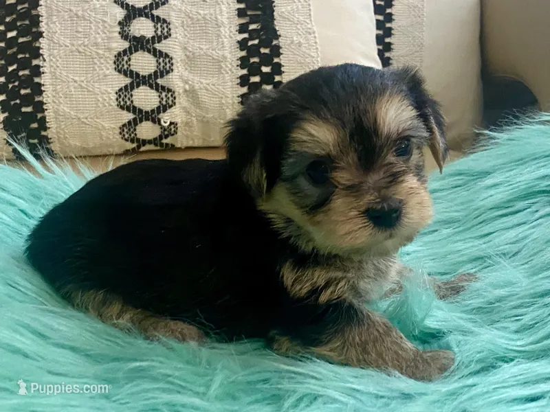 Nora  – Yorkshire Terrier, Morkie puppy for sale in Tampa, FL