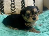 Nora , a female Yorkshire Terrier and Morkie for sale in Tampa, FL – Photo 1 of 10
