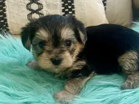 Nora , a female Yorkshire Terrier and Morkie for sale in Tampa, FL – Photo 9 of 10
