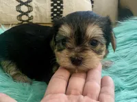 Nora , a female Yorkshire Terrier and Morkie for sale in Tampa, FL – Photo 6 of 10