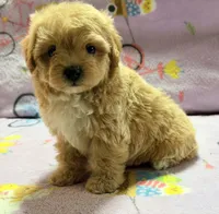 Bella , a female Maltipoo and Poodle - Toy  for sale in Tampa, FL – 2 of 10