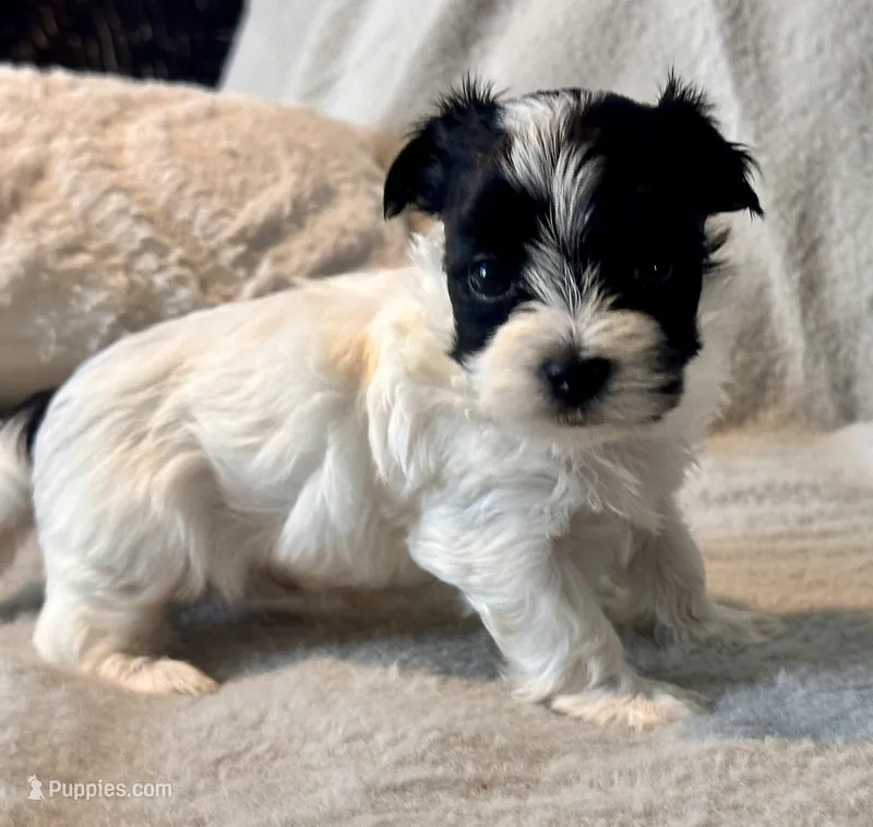 Milo Parti – Yorkshire Terrier puppy for sale in Tampa, FL