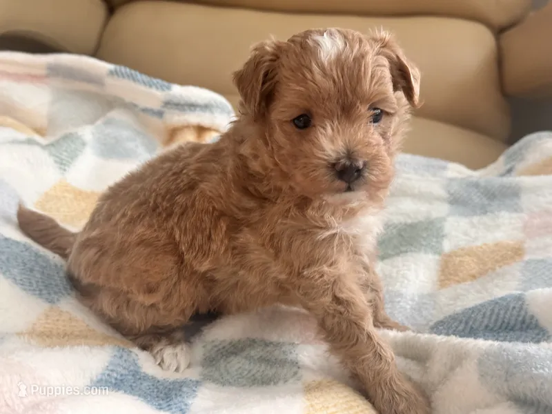 Jazzy  – Maltipoo, Poodle - Toy  puppy for sale in Tampa, FL