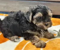 Tucker, a male Yorkshire Terrier for sale in Tampa, FL – 6 of 10