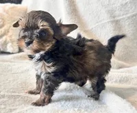 Lilly  Tiny , a female Yorkshire Terrier for sale in Tampa, FL – 6 of 10