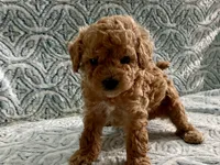 Pickles , a male Maltipoo and Poodle - Toy  for sale in Tampa, FL – 6 of 7