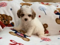 Nattie , a female Maltipoo and Poodle - Toy  for sale in Tampa, FL – 2 of 9