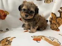 Mila , a female Yorkshire Terrier and Morkie for sale in Tampa, FL – 5 of 10