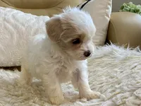 Charlie, a male Maltipoo and Poodle - Toy  for sale in Tampa, FL – 3 of 8