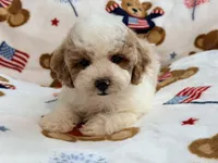 Romario, a male Maltipoo and Poodle - Toy  for sale in Tampa, FL – 5 of 9