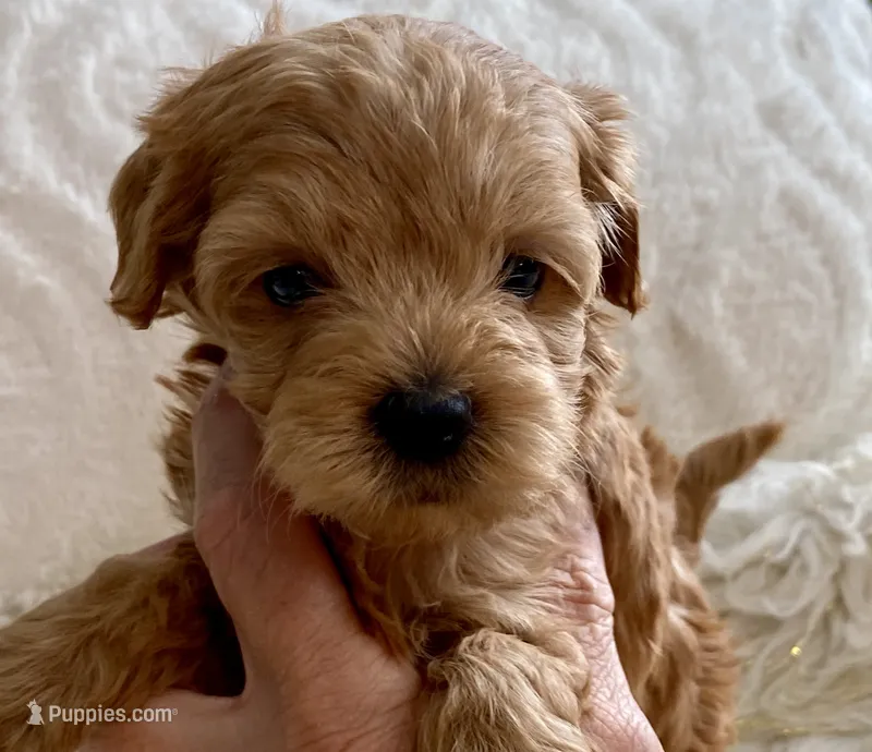 Izzy – Maltipoo, Poodle - Toy  puppy for sale in Tampa, FL