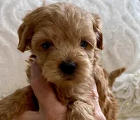 Izzy, a female Maltipoo and Poodle - Toy  for sale in Tampa, FL – 1 of 10
