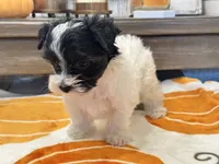 Milo Parti, a male Yorkshire Terrier for sale in Tampa, FL – 6 of 10
