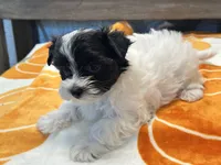 Milo Parti, a male Yorkshire Terrier for sale in Tampa, FL – 10 of 10