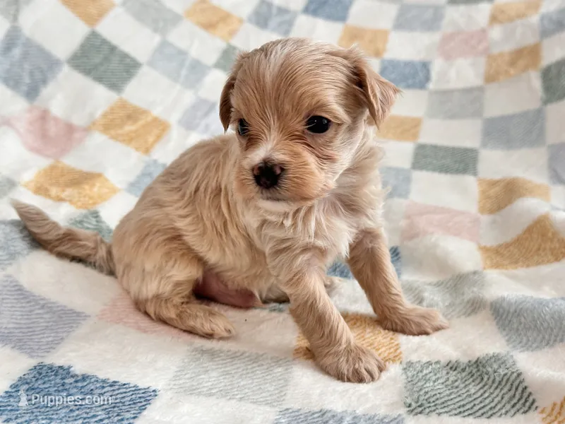 Ziggy  – Maltipoo, Poodle - Toy  puppy for sale in Tampa, FL
