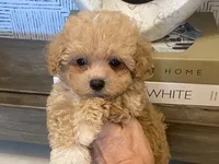 Bailey tiny, a male Maltipoo and Poodle - Toy  for sale in Tampa, FL – 1 of 10