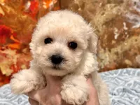 Gizmo, a male Maltipoo and Poodle - Toy  for sale in Tampa, FL – 9 of 10