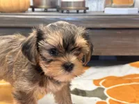 Coco , a female Yorkshire Terrier and Shorkie for sale in Tampa, FL – 2 of 9