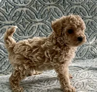 Tillie , a female Maltipoo and Poodle - Toy  for sale in Tampa, FL – 5 of 7