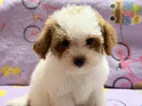 Mattie , a female Maltipoo and Poodle - Toy  for sale in Tampa, FL – 10 of 10