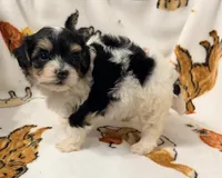 Emily, a female Yorkshire Terrier and Morkie for sale in Tampa, FL – 9 of 10