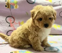 Bella , a female Maltipoo and Poodle - Toy  for sale in Tampa, FL – 1 of 10