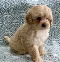 Marley Toy F1b , a male Cavapoo and Poodle - Toy  for sale in Tampa, FL – 5 of 10