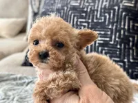 Misa  Extra Tiny , a female Maltipoo and Poodle - Toy  for sale in Tampa, FL – 3 of 10