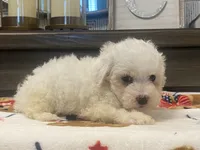 Moochi, a male Maltipoo and Poodle - Toy  for sale in Tampa, FL – 6 of 10