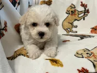 Simba , a male Maltipoo and Poodle - Toy  for sale in Tampa, FL – 4 of 10