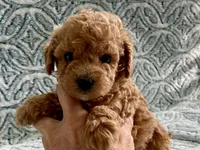 Pickles , a male Maltipoo and Poodle - Toy  for sale in Tampa, FL – 2 of 7