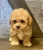 Bailey tiny, a male Maltipoo and Poodle - Toy  for sale in Tampa, FL – 2 of 10