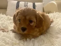 Tucker Toy F1b, a male Cavapoo and Poodle - Toy  for sale in Tampa, FL – 8 of 10
