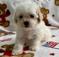 Shelby, a female Maltipoo and Poodle - Toy  for sale in Tampa, FL – 8 of 9