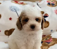 Nattie , a female Maltipoo and Poodle - Toy  for sale in Tampa, FL – 4 of 9