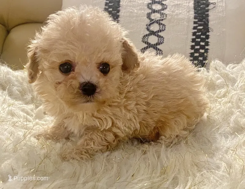 Toby – Maltipoo, Poodle - Toy  puppy for sale in Tampa, FL