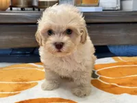 Charlie Green Eyes , a male Maltipoo and Poodle - Toy  for sale in Tampa, FL – 7 of 10