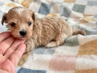 Fendi, a female Maltipoo and Poodle - Toy  for sale in Tampa, FL – 1 of 10