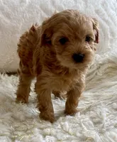 Izzy, a female Maltipoo and Poodle - Toy  for sale in Tampa, FL – 7 of 10