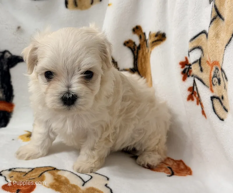 Ally  – Yorkshire Terrier, Morkie puppy for sale in Tampa, FL