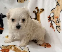 Ally , a female Yorkshire Terrier and Morkie for sale in Tampa, FL – 1 of 9