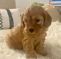 Tucker Toy F1b, a male Cavapoo and Poodle - Toy  for sale in Tampa, FL – 3 of 10
