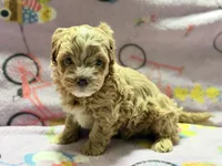 Messi , a male Maltipoo and Poodle - Toy  for sale in Tampa, FL – 4 of 10