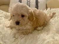 Marley, a male Cavapoo and Poodle - Toy  for sale in Tampa, FL – 6 of 10