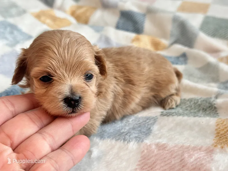 Lu Lu  – Maltipoo, Poodle - Toy  puppy for sale in Tampa, FL